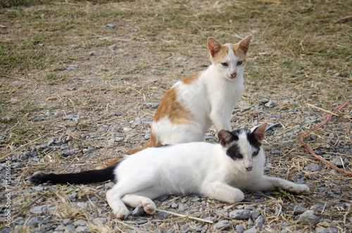 Thai domestic cats © tuayai