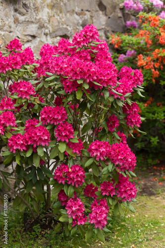 Pink azaleas blooms with small evergreen leaves