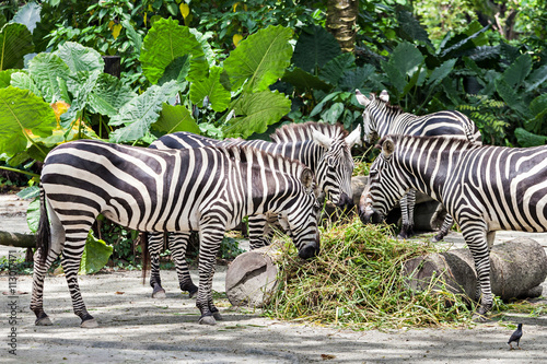 Group of zebras