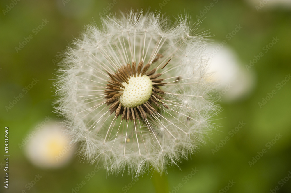 Close up of a dandelion, taraxacum, seeds Close up of a dandelion, taraxacum, seeds