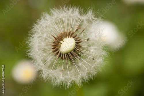 Close up of a dandelion  taraxacum  seeds