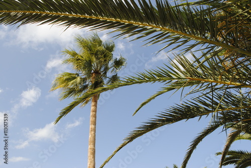 palm tree through the branches