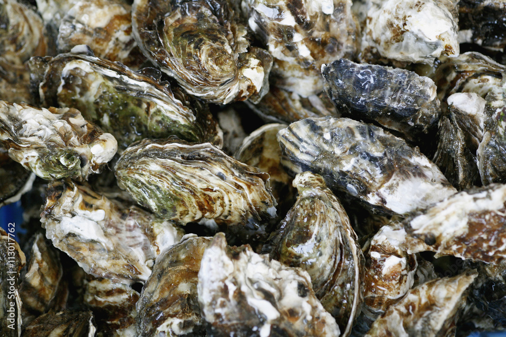 Fresh oysters Fresh oysters