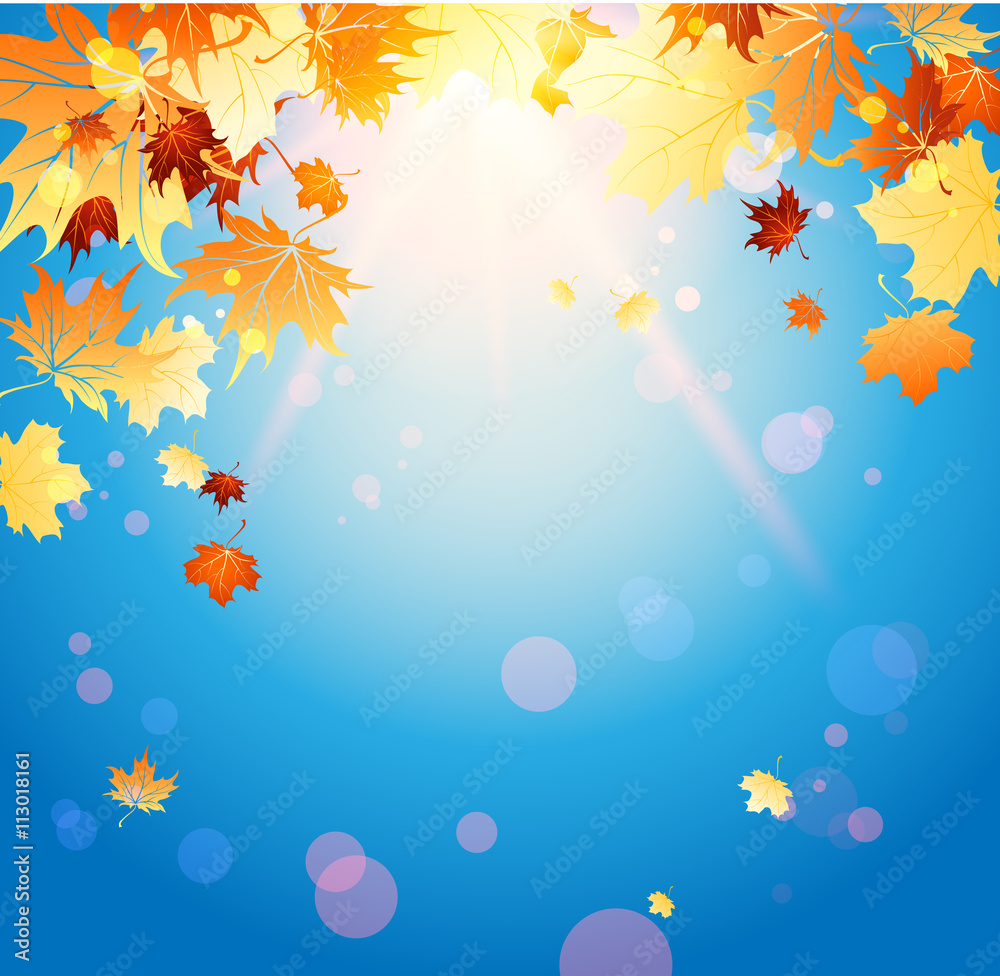 Shining autumn leaves and blue sky