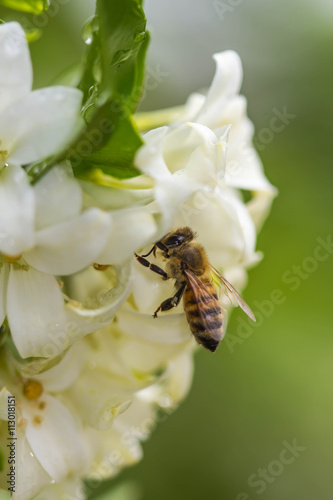 little bee on white flower © nawin