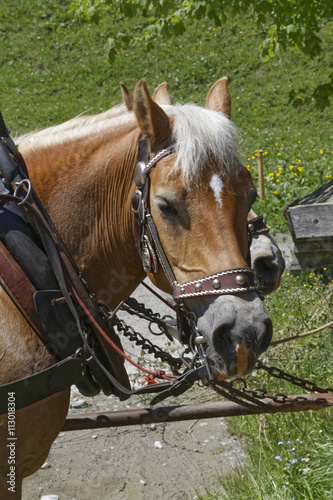 carriage horse in the austrian alps: Kleinwalsertal © electricmango