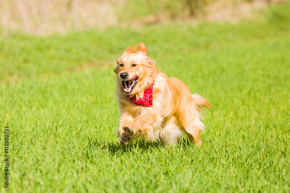 Golden retriever running on the lawn Golden retriever running on the lawn