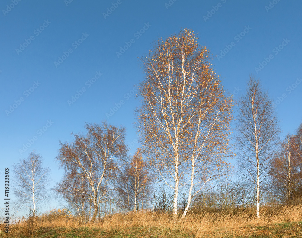 Birch trees with fall colors losing their leaves in a country setting  an old fence and fields in the distance