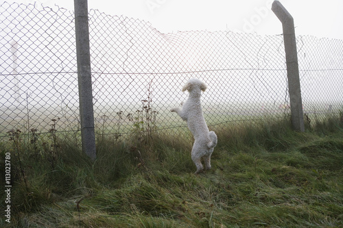 A Spanish Water Dog rearing up and leaning on a fence photo