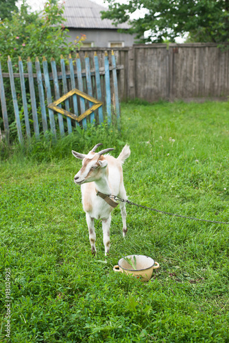 Goat on the grass in the pasture