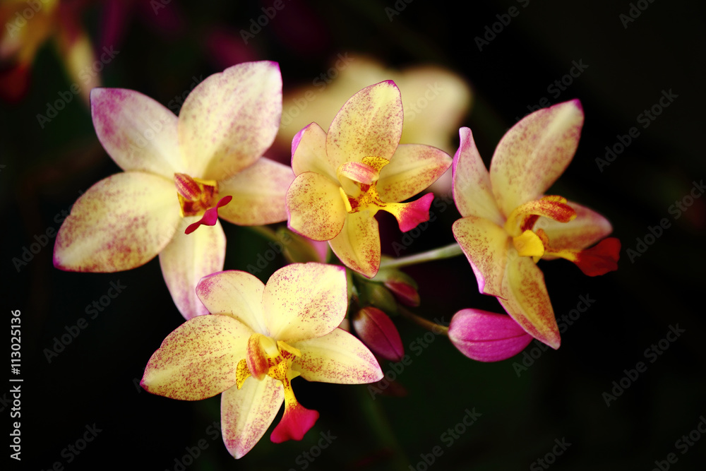Fototapeta premium Flowers in Asia