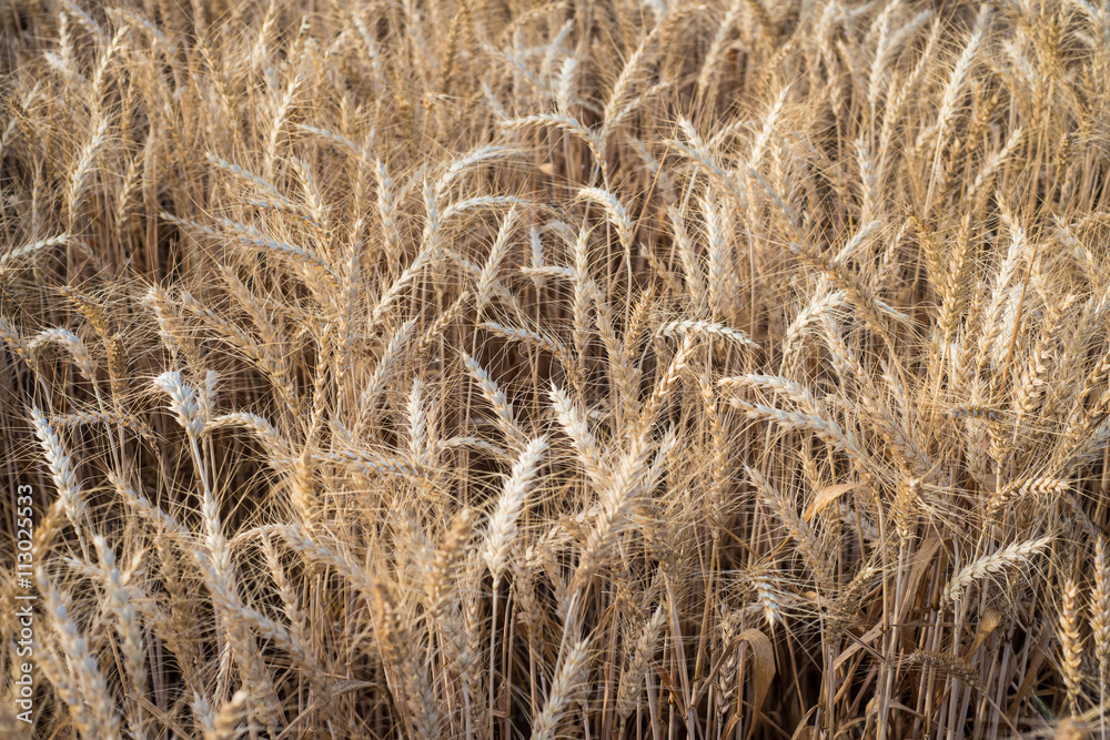 Fototapeta premium Wheat fields in Spain