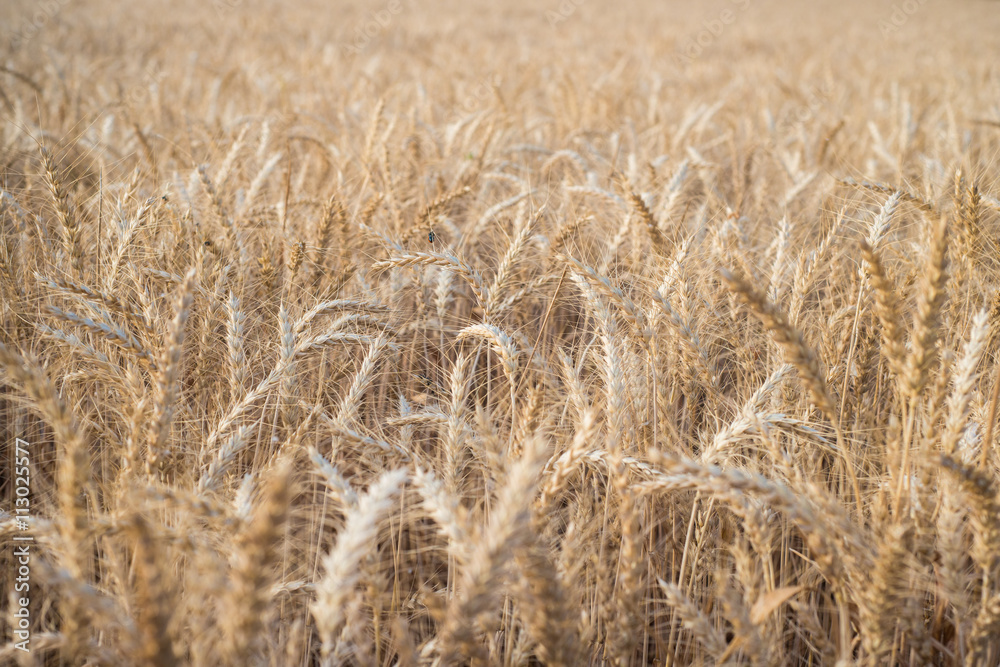 Wheat fields in Spain Wheat fields in Spain