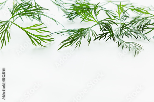 Sprigs of green dill on a white background. Frame with copy space for text.