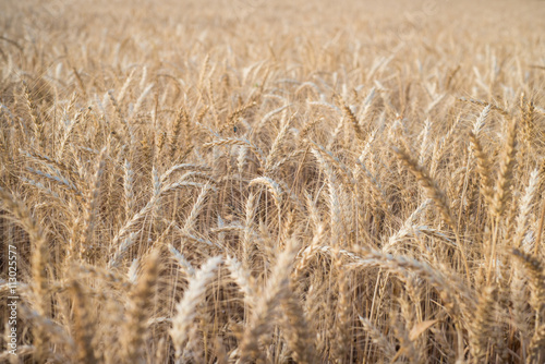 Wheat fields in Spain