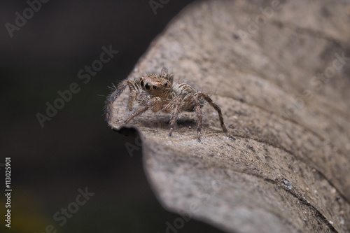 jumping spider /OLYMPUS DIGITAL CAMERA