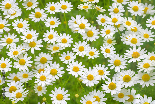 Fototapeta Naklejka Na Ścianę i Meble -  Camomile daisy field natural horizontal background texture 3