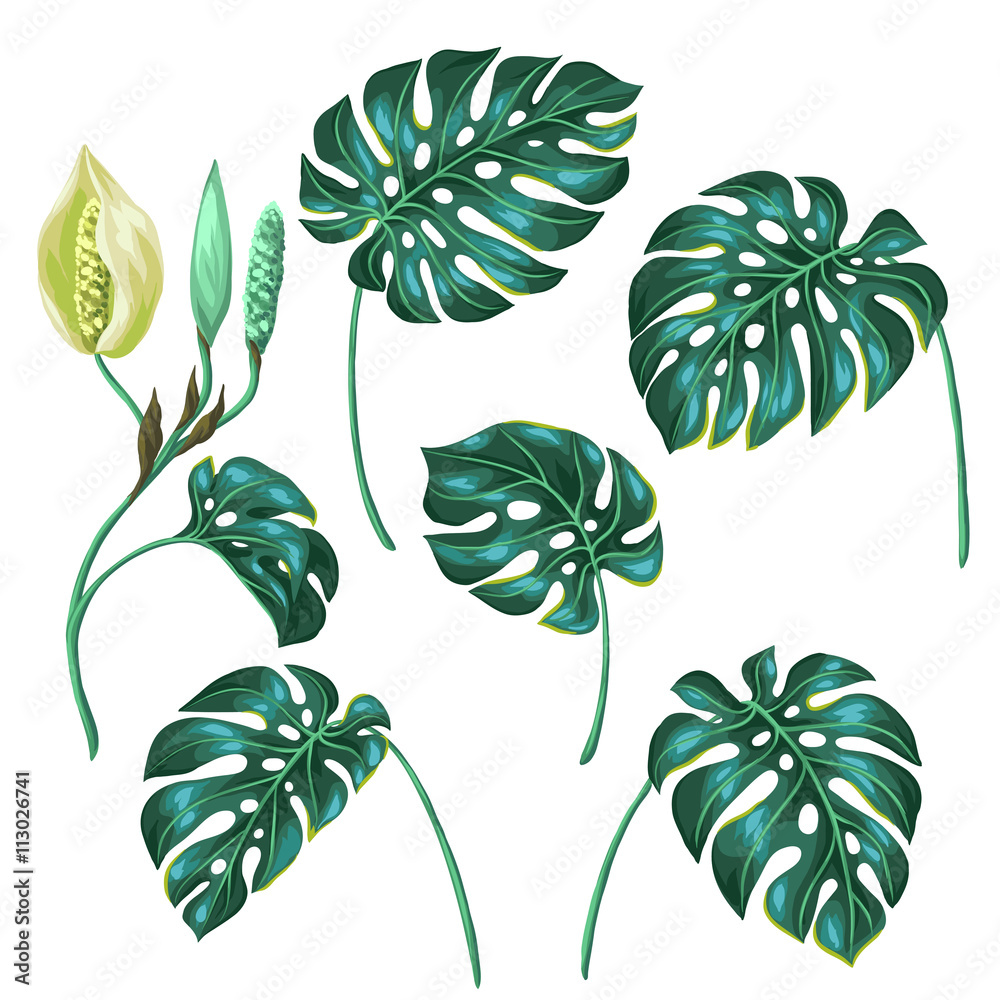 Fototapeta premium Stylized monstera leaves. Decorative image of tropical foliage and flower. Objects for decoration, design on advertising booklets, banners, flayers
