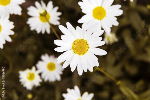 wild chamomile flowers on a meadow on a sunny day. shallow depth of field
