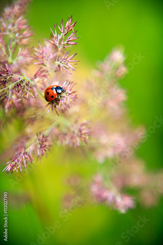 Ladybird © zlatoust198323