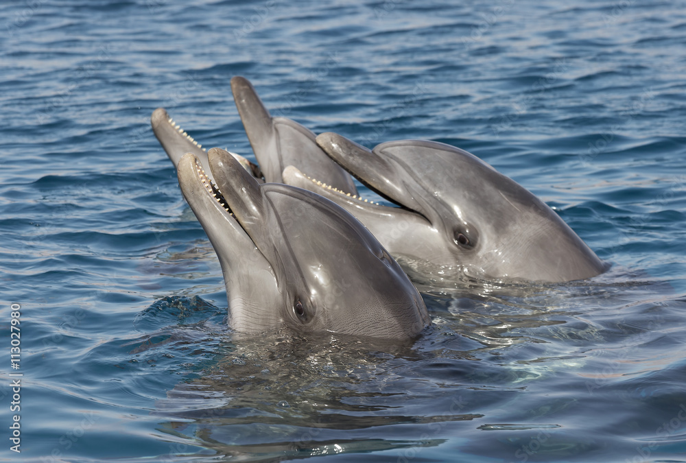 Fototapeta premium beautiful dolphins