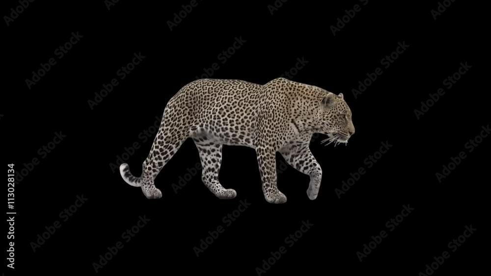 Male Leopard slowly walking seamlessly looped on black screen, real shot, isolated on alpha channel premultiplied with black and white matte, perfect for digital composition, cinema, 3d mapping