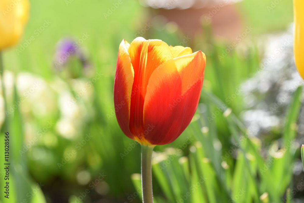 Fototapeta premium tulipe