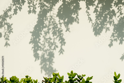 Tree Shadows on The Wall.