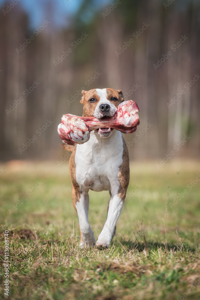 American staffordshire terrier dog running with a bone American staffordshire terrier dog running with a bone