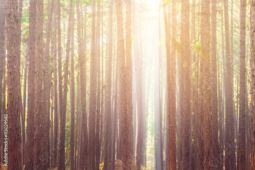 Pine Forest with Rays of Sun Beams