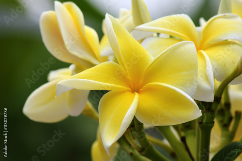 Flowers in Asia
