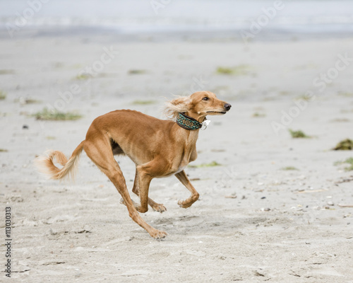 Saluki is playing on a beach