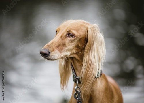 Saluki portrait