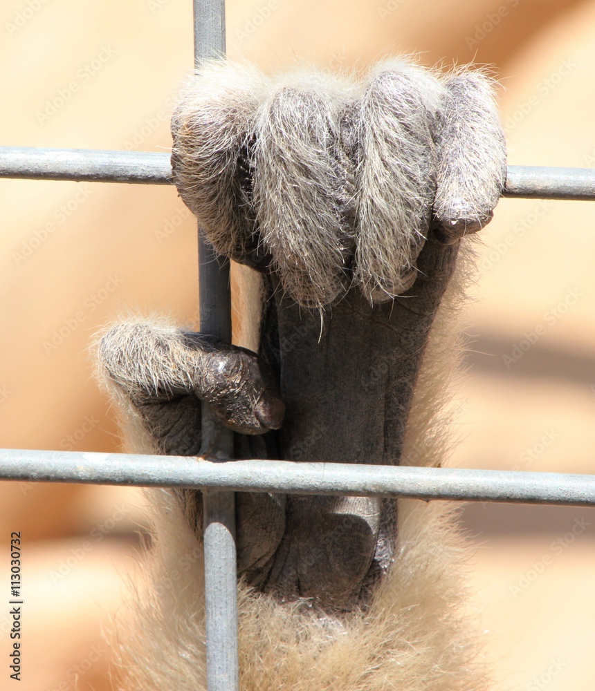 Obraz premium Baby Chimpanzee hand holding onto cage