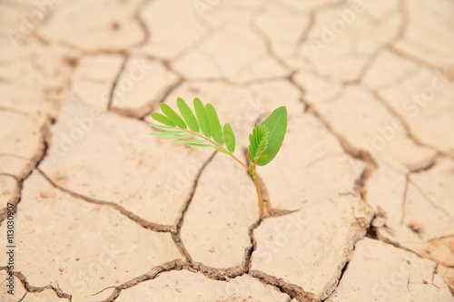 Planting on dry cracked land.