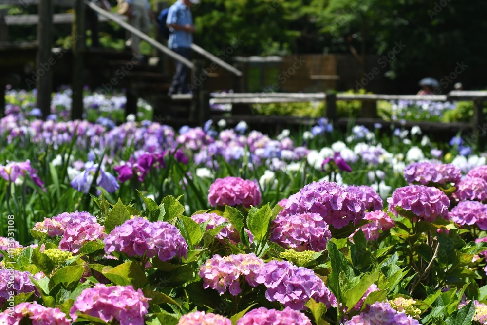 満開の紫陽花と花菖蒲