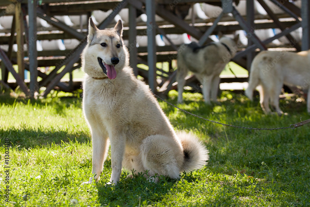 Gomel, Belarus - May 27: Exhibition of hunting dogs. competitions in conformation May 27, 2013 in Gomel, Belarus ..