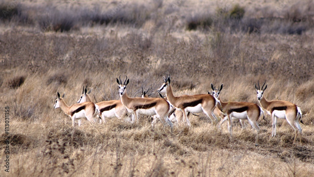 Free-state Springbok antelopes standing in a row Free-state Springbok antelopes standing in a row