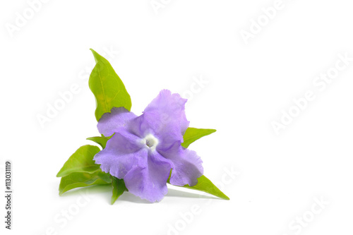 vilolet flower ,Yesterday today and tomorrow (Flower name); Morn