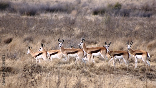Free-state Springbok antelopes standing in a row