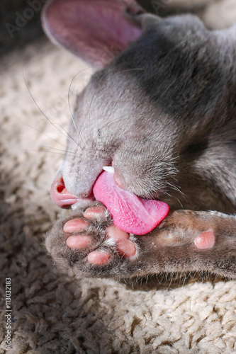 Ориентальная серая кошка лижет лапу прямо на солнечный луч. Oriental grey cat licking paw directly into the solar beam.
 photo