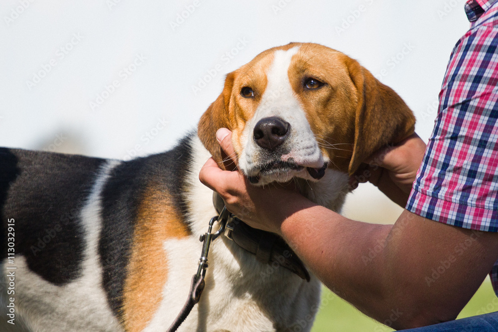 Gomel, Belarus - May 27: Exhibition of hunting dogs. competitions in conformation May 27, 2013 in Gomel, Belarus ..