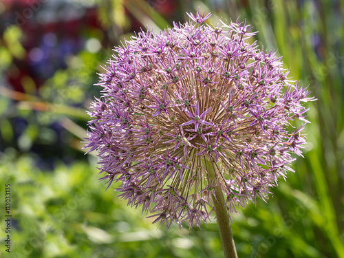 Allium hollandicum - garden flower, beautiful. photo