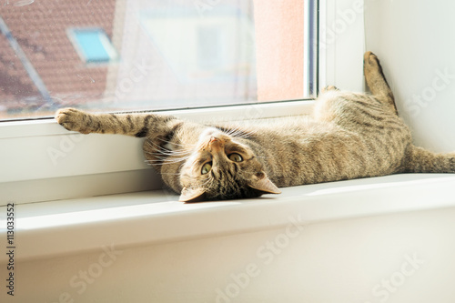 Domestic cat resting and stretching at the window