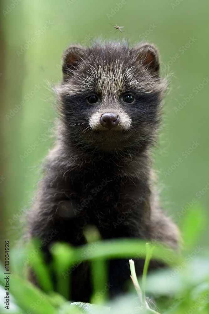 Raccoon dog pup. Raccoon dog kit. Raccoon dog cub.