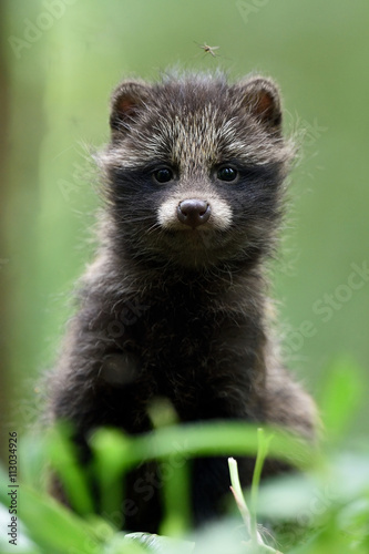 Raccoon dog pup. Raccoon dog kit. Raccoon dog cub. © Erik Mandre