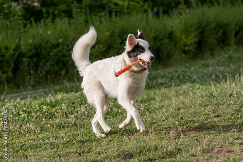 Young yakutian laika running through the grass Selective focus