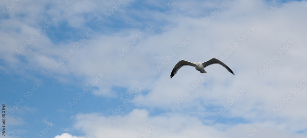 Möwe vor blauem Himmel mit Wollken, Panorama Möwe vor blauem Himmel mit Wollken, Panorama