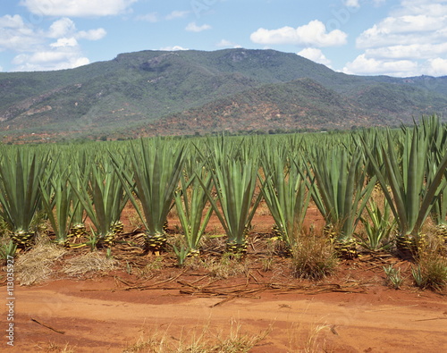 Sisal crop, Kenya
