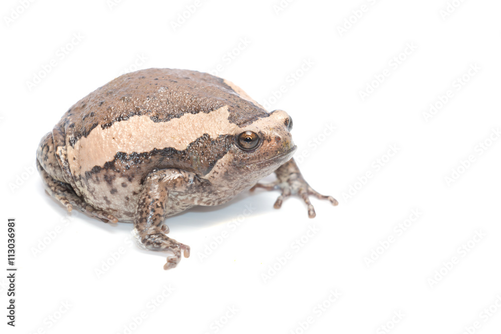 Obraz premium bullfrog on white background
